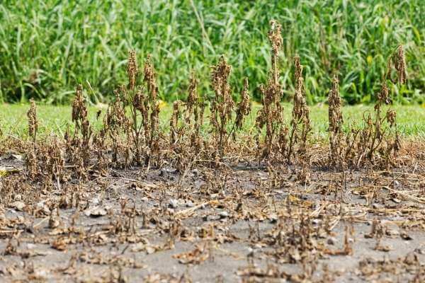 How long does it take for weeds to die after spraying weed killer?  ,How long do you wait to cut grass after spraying weed killer?