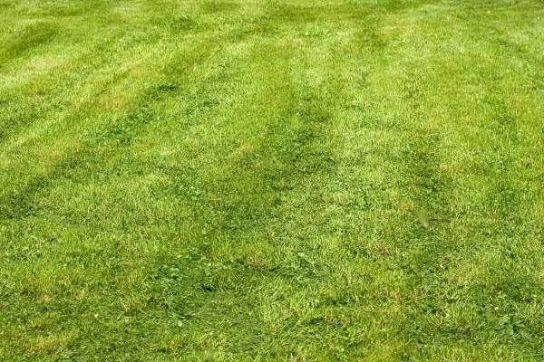 Is mowing the grass too short help weed control?    How long do you wait to cut grass after spraying weed killer