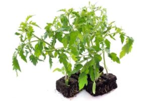 do tomato plants die after harvest?
What to do with tomato plants end of the season?