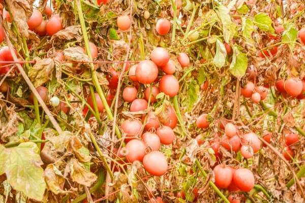When is the end of tomato season?
do tomato plants die after harvest?