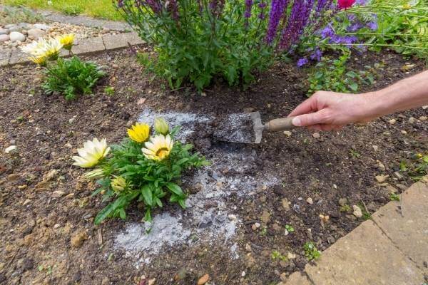 which plants like to treat with wood ashes
