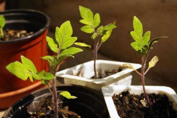 Do tomato plants die after harvest? - Find Gardening