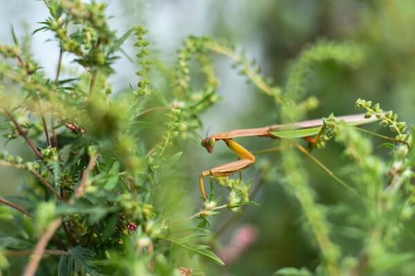 why does wood ashes good for insect repellent in the garden