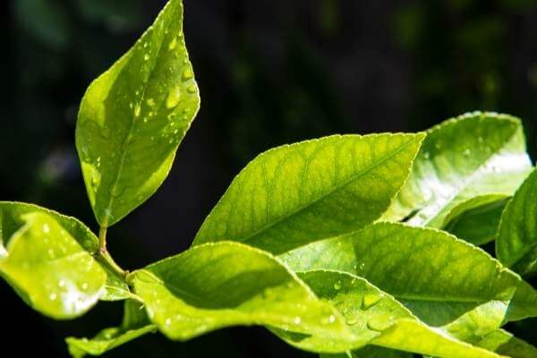 Orange tree leaves and citrus leaves getting curly because of many dieseases
