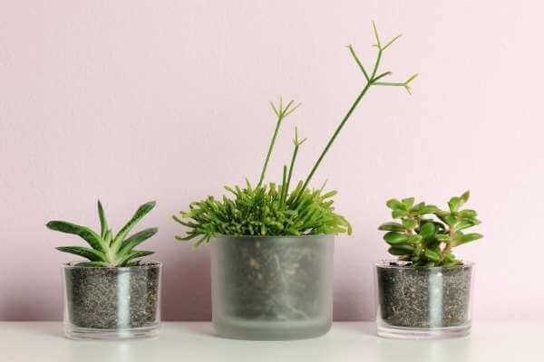 Determine the amount of water that plants need from the size of pot