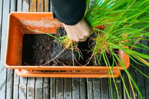 complete process to revive a lemongrass plant that turned brown
Lemongrass turning brown for mainly 3 factors