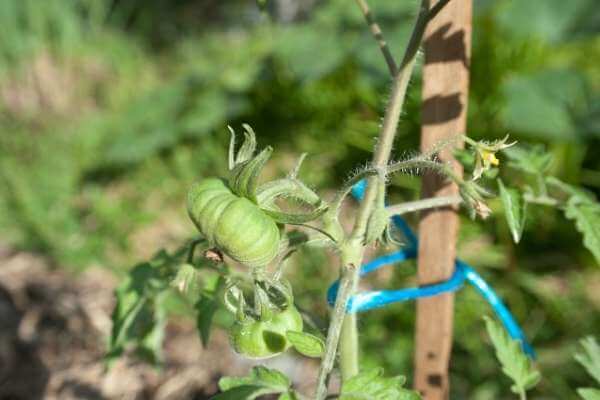 provide a supportive stick when growing Roma tomatoes from scraps in pots