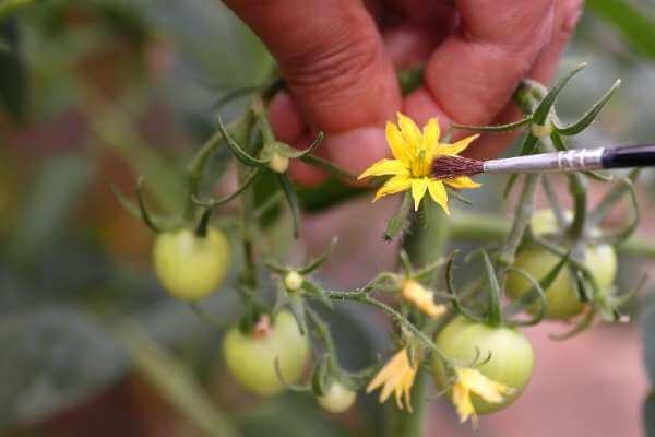 Hand pollinating helps to produce Roma tomatoes way uicker.