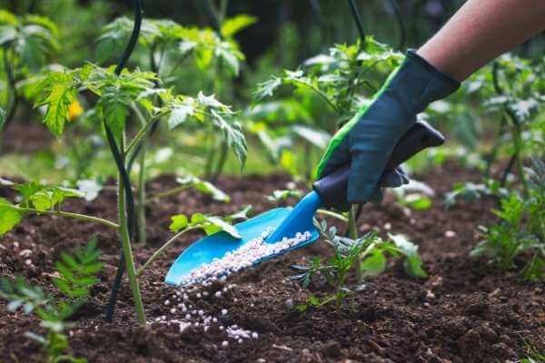 Watering and fertilizing when growing Roma tomatoes from scraps.