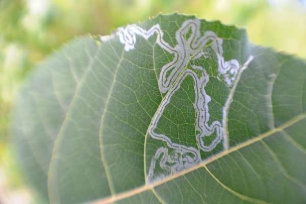 Cantaloupe diseased leaves