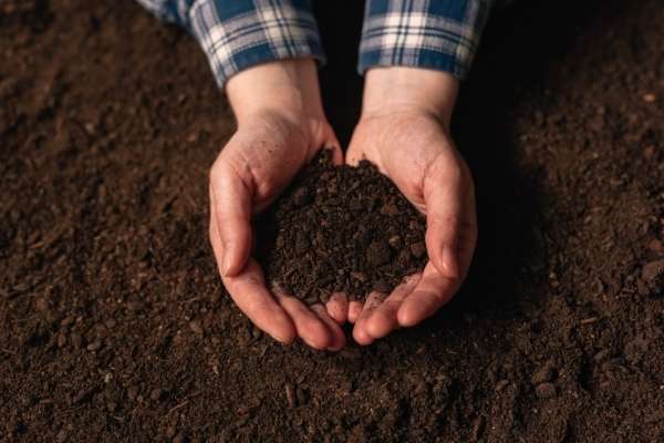 Fertilize the soil for grow cantaloupes or watermelon vertically