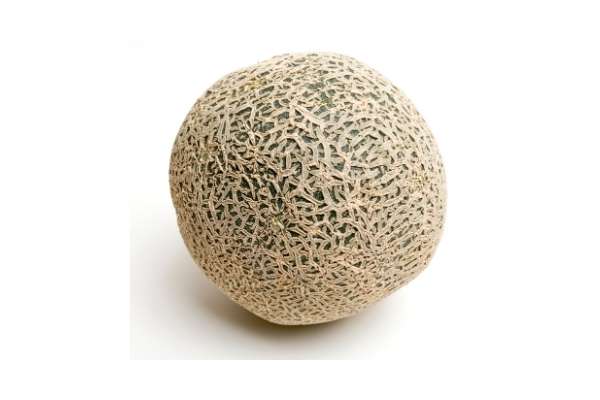 harvest the cantaloupe fruit on tomato cage when it's turn gold color
