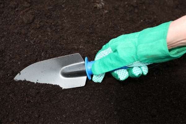 Prepare the soil for grow the melon plants