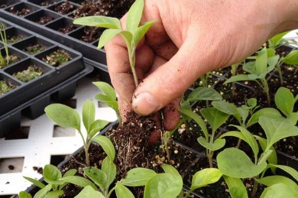 seeds or transplants to grow cantaloupes vertically on tomato cages