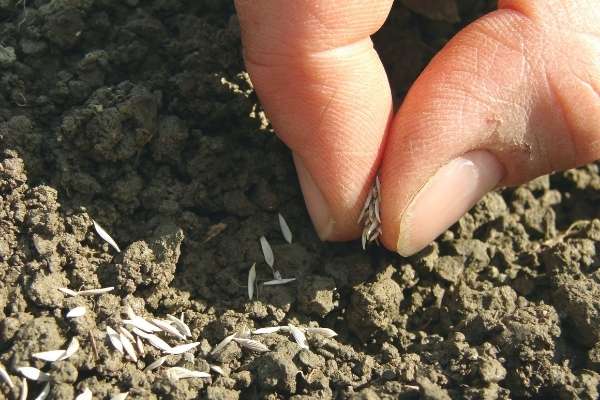 planting cantaloupe seedlings