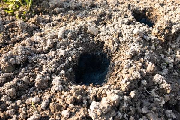 dig a planting hole near the fence to grow ivy plant
