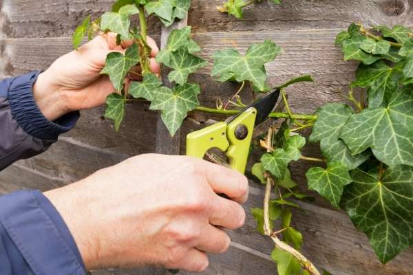 ivy chain link fence