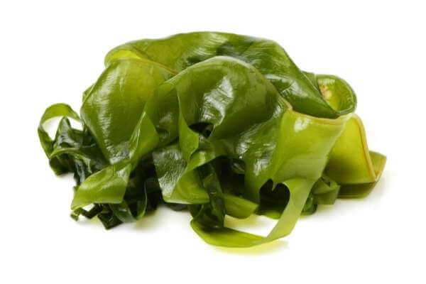 Is seaweed fertilizer good for succulent plants?
