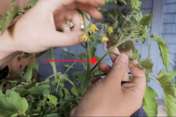 Pruning cherry tomato suckers