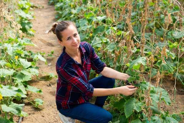 training cucumbers to run on a trellis