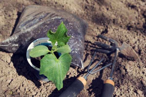 Fertilizing to grow cucumber from scraps