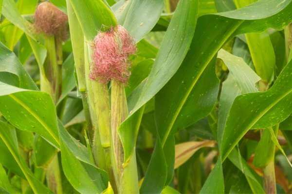 Companion planting for long bean plants