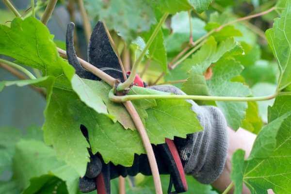 How to prune the long bean plant while you grow long beans