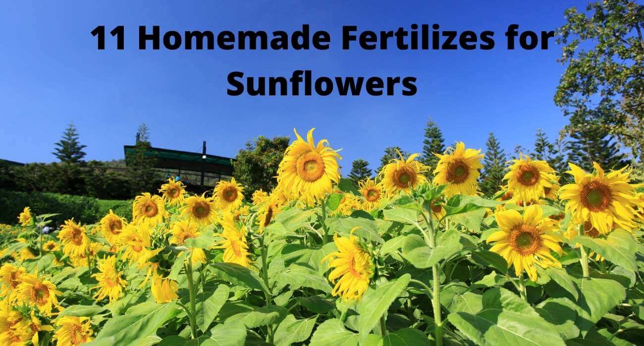 11 FREE Homemade Fertilizer For Sunflowers :[Quick Results!]