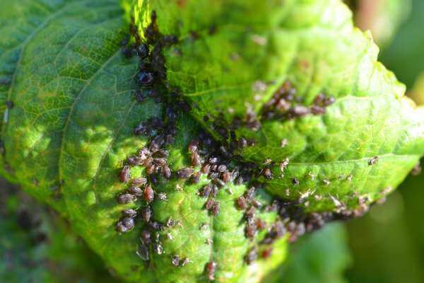 banana peels can repel aphids on houseplants