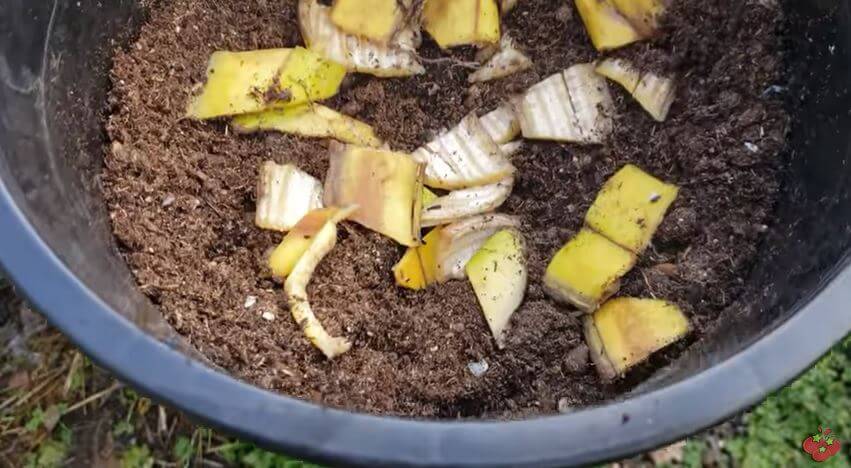 burying banana peels in pots as a fertilizer for indoor plants