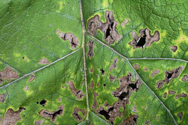 banana peels can cause fungal diseases on indoor plants