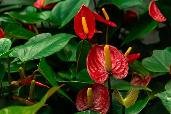 Anthurium andreanum variety high phosphorous fertilizing