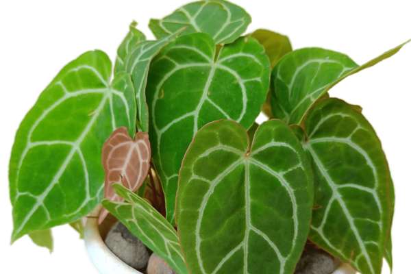 Anthurium crystallinum variety