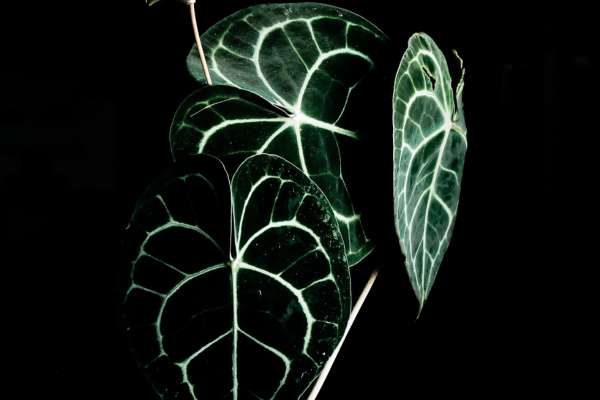 high nitrogen orchid fertilizers can be used on Anthurium forgetti
