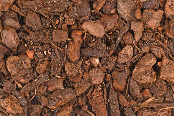 is orchid potting mix good for anthurium plants?